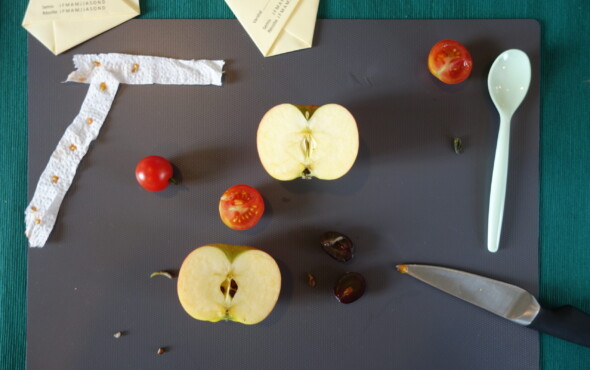 Je découvre les fruits et légumes de saison et crée mes semis