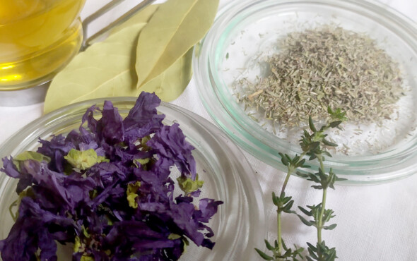 pouvoir plantes hiver programmation envie le labo